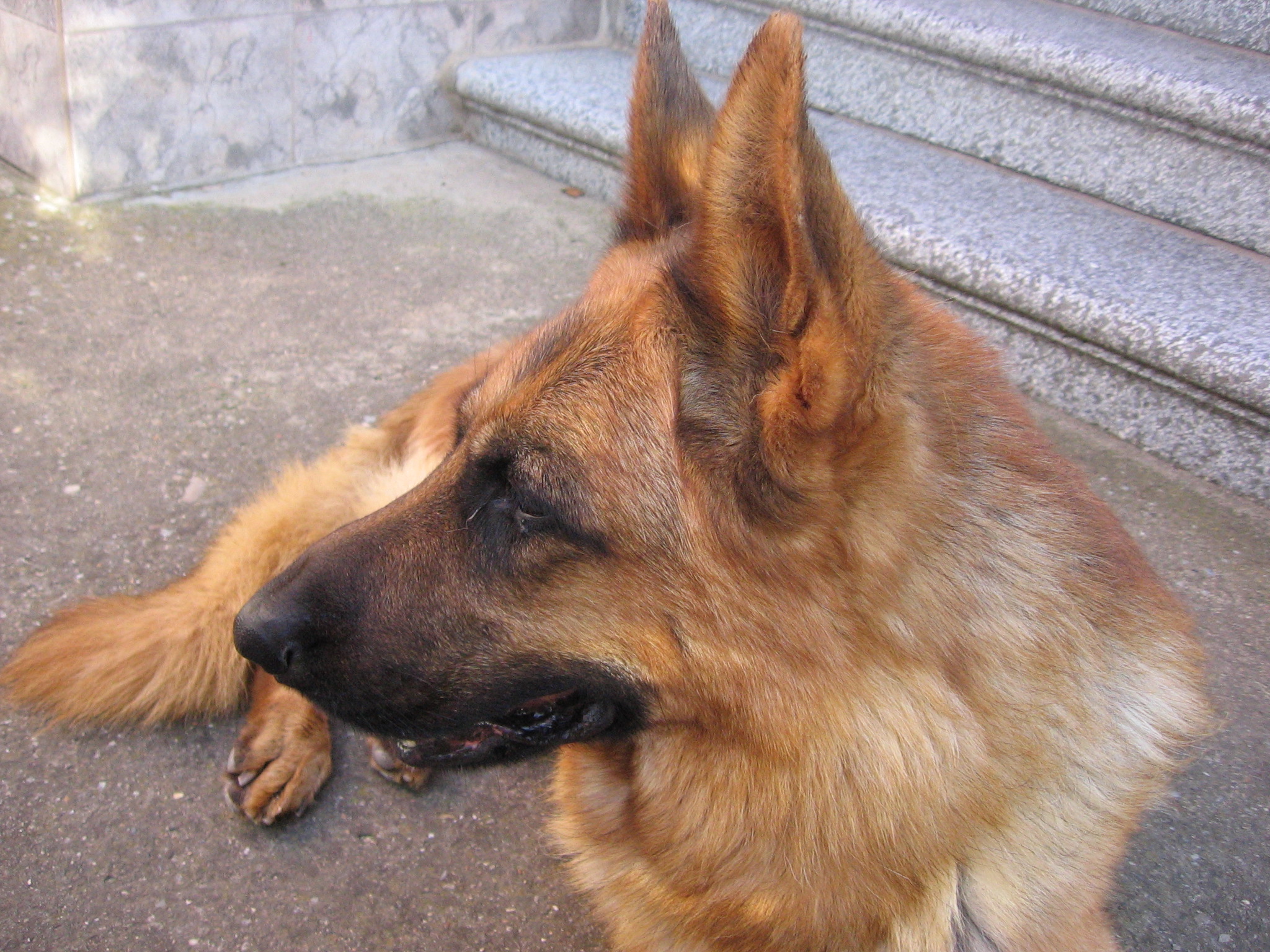 Slika
