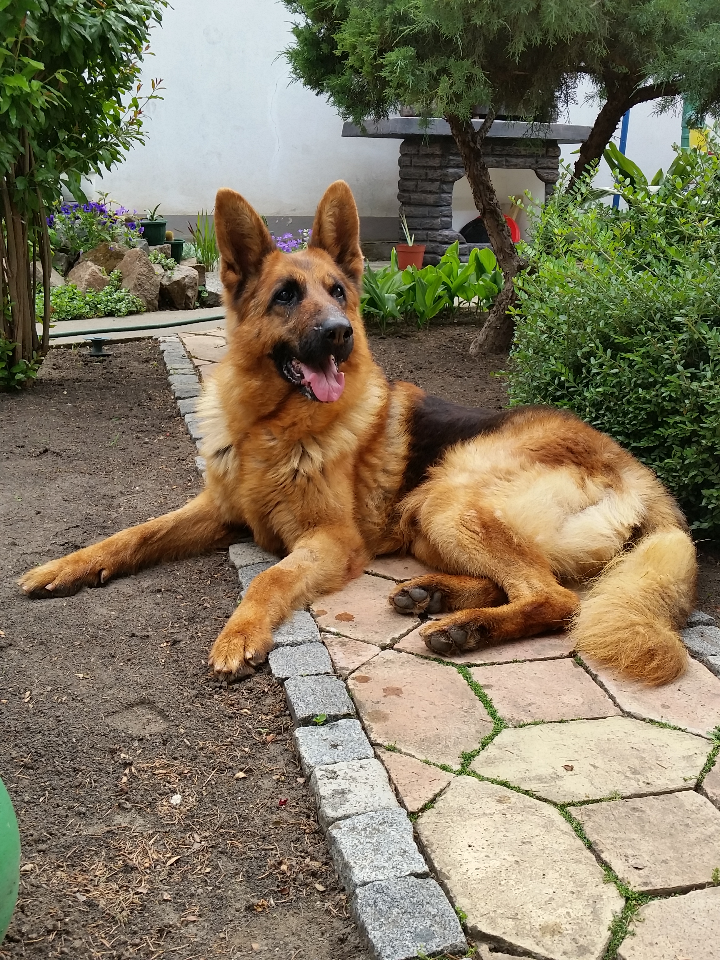 Slika